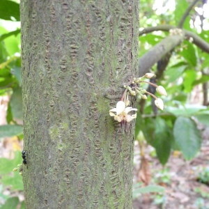  - Theobroma cacao L.