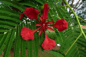 Céline PIRAT, le  7 mai 2014 (yamoussoukro)