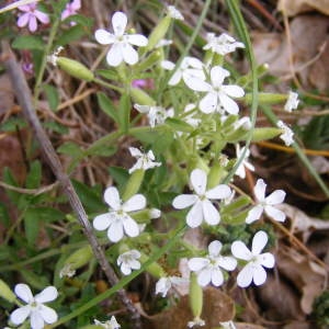 Photographie n°235622 du taxon Saponaria ocymoides L.