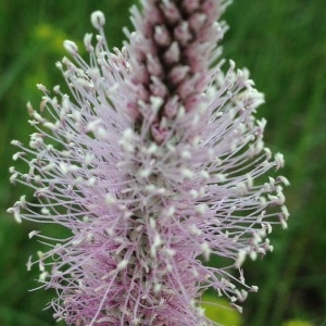 Photographie n°235669 du taxon Plantago media L. [1753]