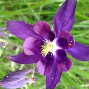 Photographie n°235707 du taxon Aquilegia vulgaris L. [1753]