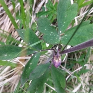 Photographie n°235709 du taxon Aquilegia vulgaris L. [1753]