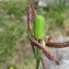  Jean Ciroux - Fritillaria caussolensis Goaty & Pons ex Ardoino [1867]