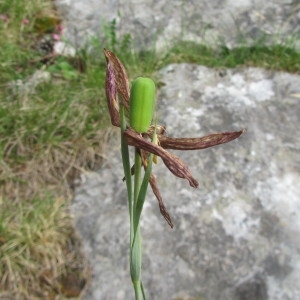 Photographie n°235864 du taxon Fritillaria caussolensis Goaty & Pons ex Ardoino [1867]