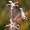  Liliane Roubaudi - Silene gallica subsp. quinquevulnera (L.) Syme