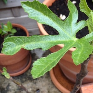 Photographie n°235905 du taxon Ficus carica L. [1753]