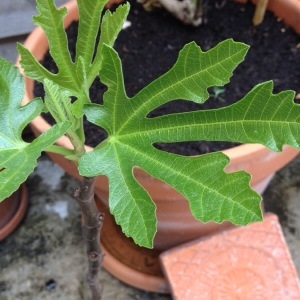 Photographie n°235906 du taxon Ficus carica L. [1753]