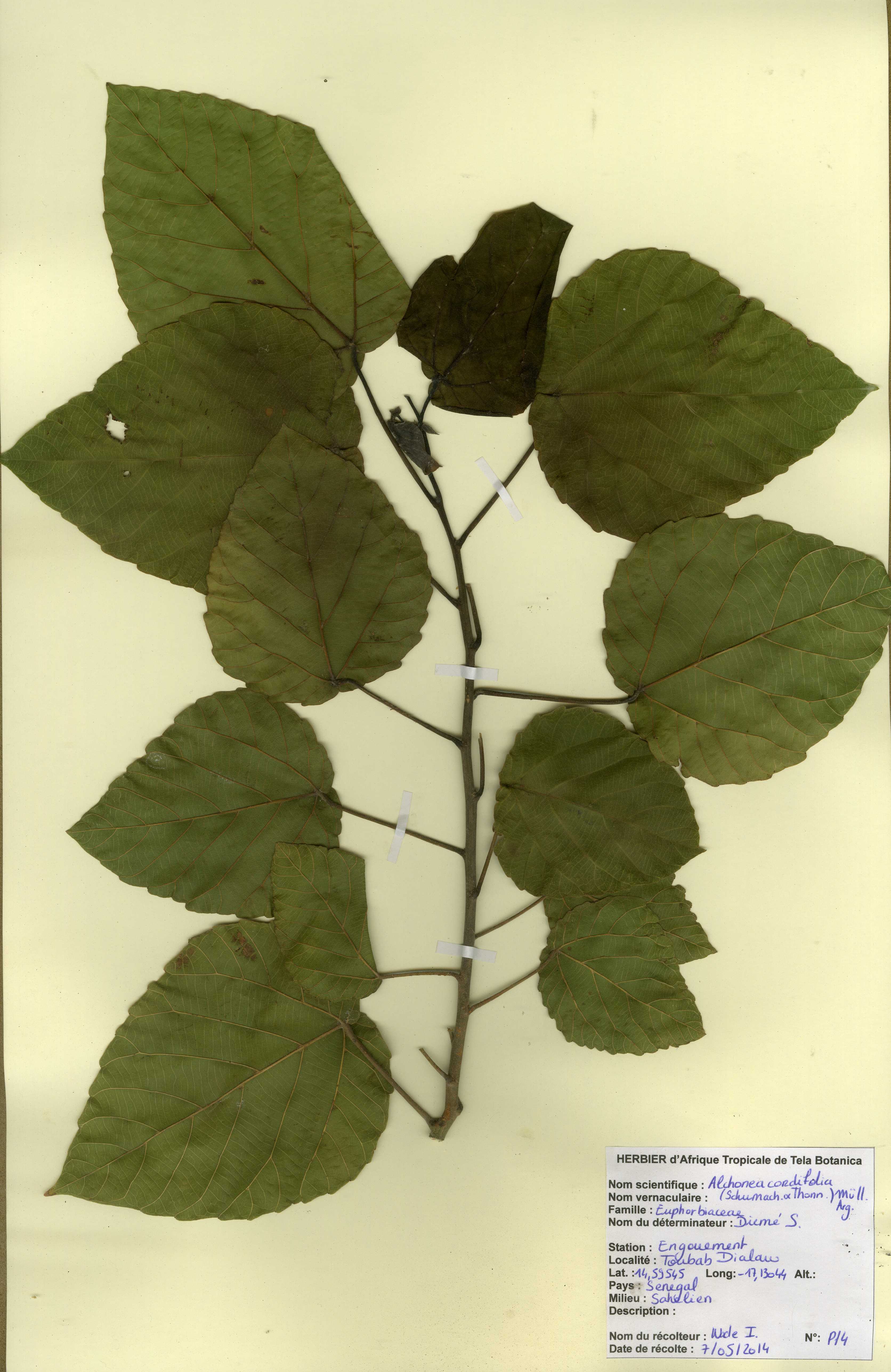 Les Feuilles De DJEKA (Alchornea Cordifolia)