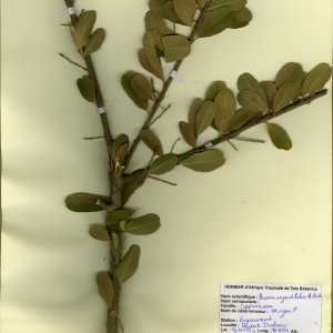  - Boscia angustifolia A. Rich.