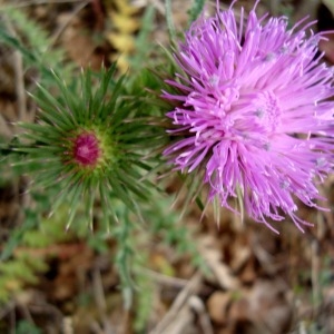 Photographie n°235961 du taxon Carduus nutans L. [1753]