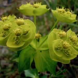 Euphorbia helioscopia L. [1753] [nn25914] par Anne Vincent  le 06/05/2014 - Suze-la-Rousse