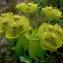 Euphorbia helioscopia L. [1753] [nn25914] par Anne Vincent le 06/05/2014 - Suze-la-Rousse