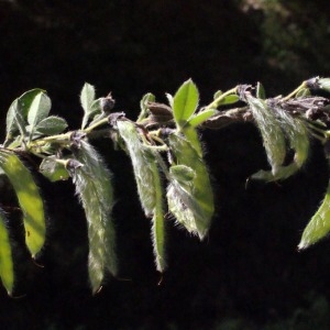 Photographie n°235980 du taxon Cytisus villosus Pourr. [1788]