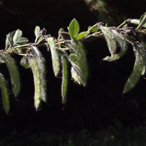 Photographie n°235981 du taxon Cytisus villosus Pourr. [1788]