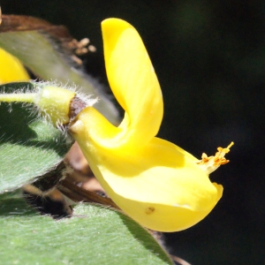 Photographie n°235993 du taxon Cytisus villosus Pourr. [1788]