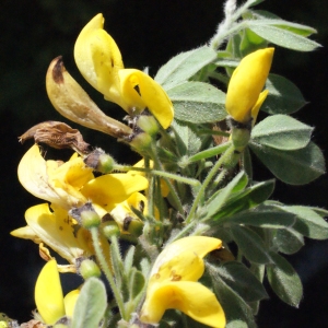 Photographie n°235995 du taxon Cytisus villosus Pourr. [1788]