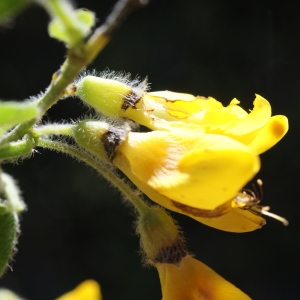 Photographie n°235997 du taxon Cytisus villosus Pourr. [1788]