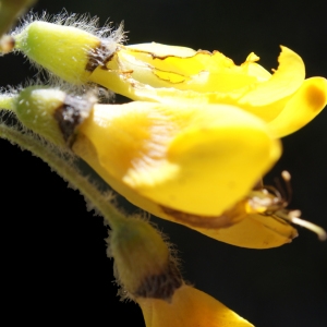 Photographie n°235998 du taxon Cytisus villosus Pourr. [1788]