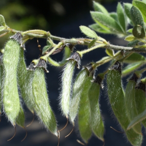 Photographie n°236000 du taxon Cytisus villosus Pourr. [1788]