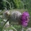  Gisèle Arliguie - Cirsium eriophorum (L.) Scop. [1772]