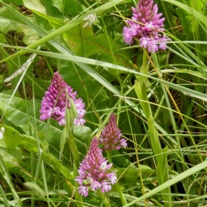 Photographie n°236041 du taxon Anacamptis pyramidalis (L.) Rich. [1817]