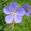  Jean-Claude Calais - Geranium pratense L.