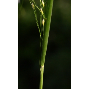 Piptatherum virescens (Trin.) Boiss. (Millet verdâtre)