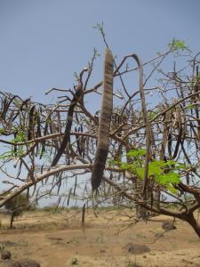 Sénégal ENGOUEMENT, le 15 mai 2014 (Toubab Dialaw)