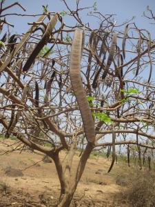 Sénégal ENGOUEMENT, le 15 mai 2014 (Toubab Dialaw)