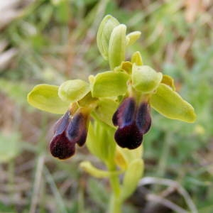 Photographie n°236220 du taxon Ophrys sulcata Devillers & Devillers-Tersch. [1994]