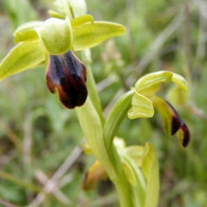 Photographie n°236221 du taxon Ophrys sulcata Devillers & Devillers-Tersch. [1994]