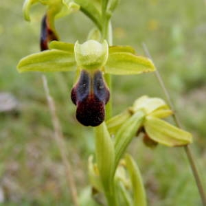 Photographie n°236222 du taxon Ophrys sulcata Devillers & Devillers-Tersch. [1994]