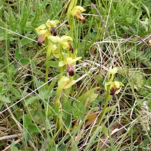 Photographie n°236223 du taxon Ophrys sulcata Devillers & Devillers-Tersch. [1994]