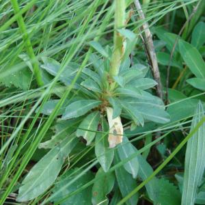 Photographie n°236250 du taxon Euphorbia amygdaloides L. [1753]