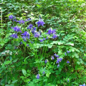 Photographie n°236290 du taxon Aquilegia vulgaris L. [1753]