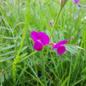 Photographie n°236298 du taxon Vicia sativa L. [1753]