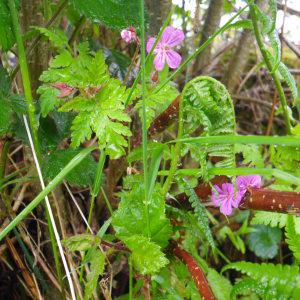 Photographie n°236301 du taxon Geranium robertianum L.