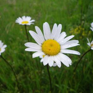 Photographie n°236302 du taxon Leucanthemum vulgare Lam. [1779]