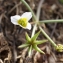  Liliane Roubaudi - Damasonium polyspermum Coss. [1849]