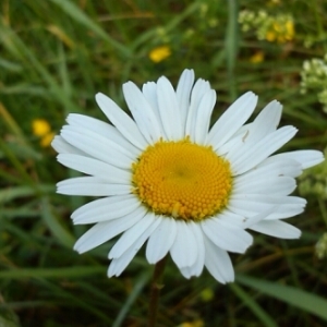 Photographie n°236381 du taxon Leucanthemum vulgare Lam. [1779]