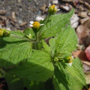 Photographie n°236397 du taxon Galinsoga quadriradiata Ruiz & Pav.