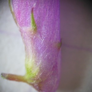 Photographie n°236399 du taxon Vicia villosa subsp. varia (Host) Corb.