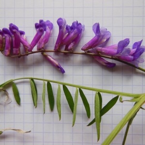 Photographie n°236400 du taxon Vicia villosa subsp. varia (Host) Corb.