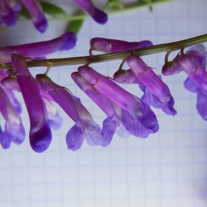 Photographie n°236401 du taxon Vicia villosa subsp. varia (Host) Corb.