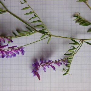 Photographie n°236402 du taxon Vicia villosa subsp. varia (Host) Corb.