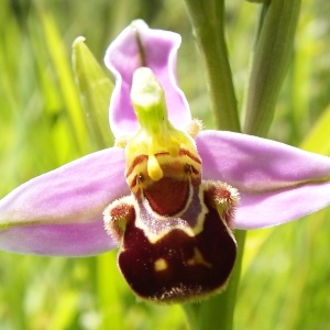 Photographie n°236444 du taxon Ophrys apifera Huds. [1762]