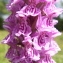  Jean-Claude Echardour - Dactylorhiza fuchsii var. fuchsii 