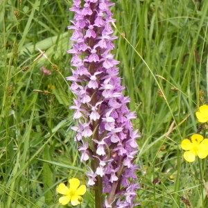 Photographie n°236452 du taxon Dactylorhiza fuchsii var. fuchsii 