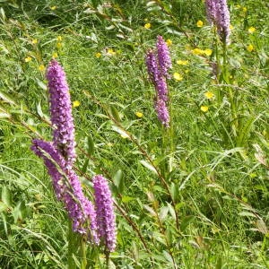 Photographie n°236453 du taxon Dactylorhiza fuchsii var. fuchsii 