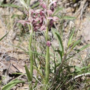  - Anacamptis coriophora subsp. fragrans (Pollini) R.M.Bateman, Pridgeon & M.W.Chase [1997]